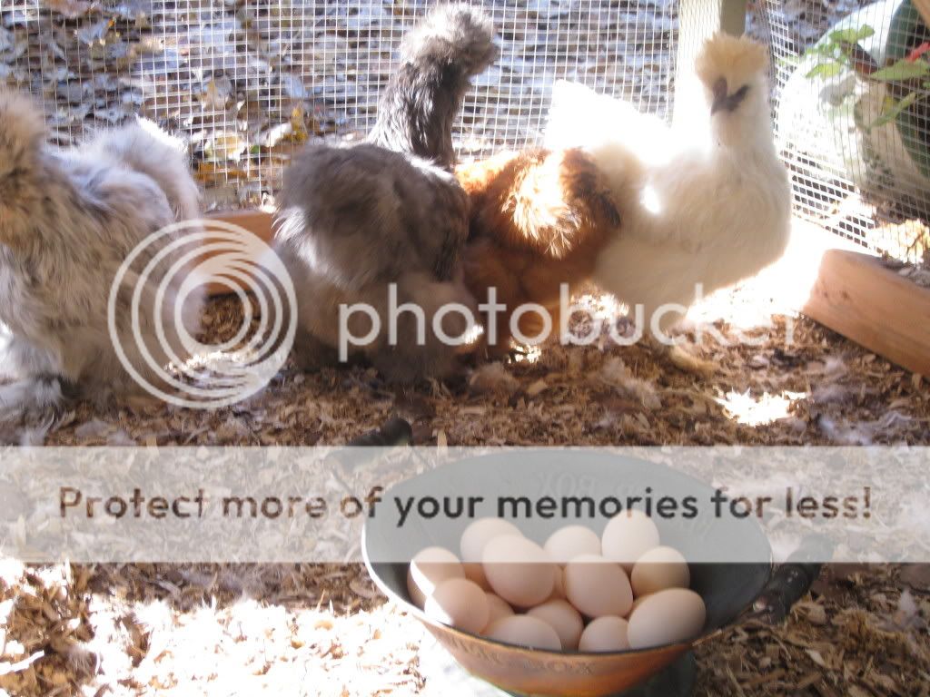 newchickensandeggs032.jpg