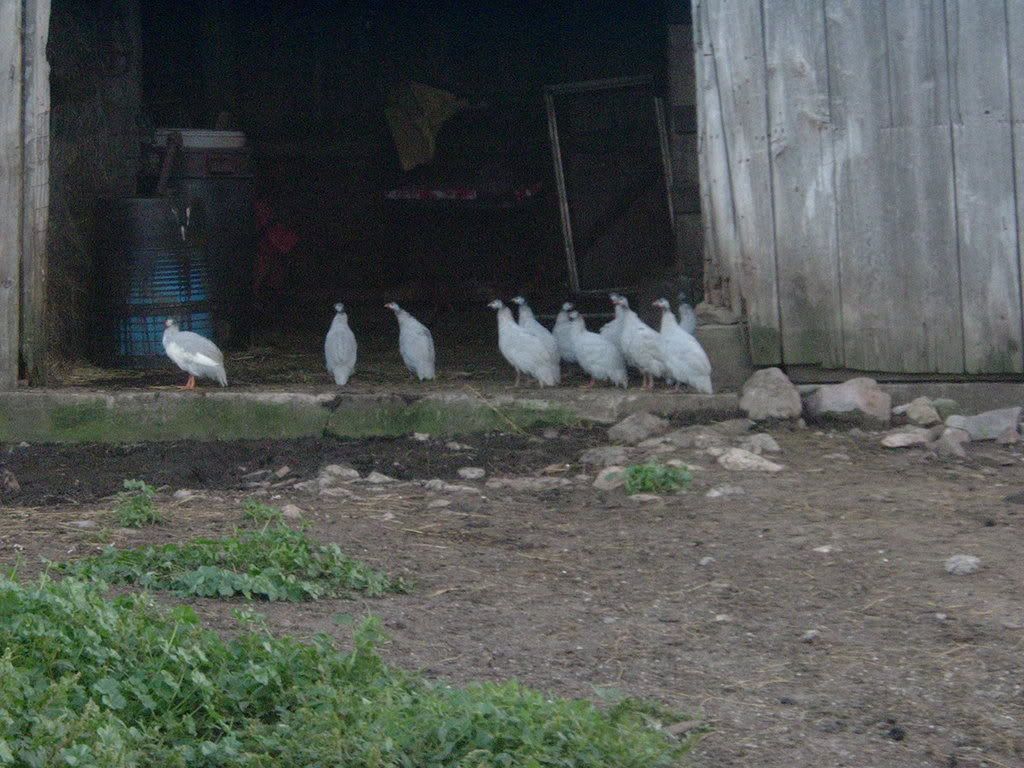 Picture092.jpg