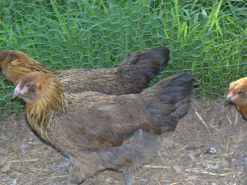 AmeracaunaHens07.jpg