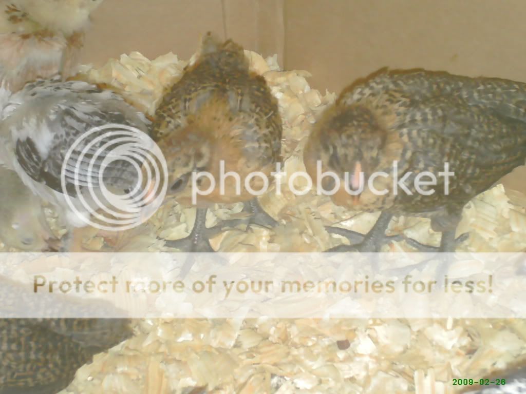 3weekoldchicks001.jpg