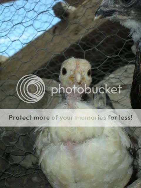 birdies005.jpg