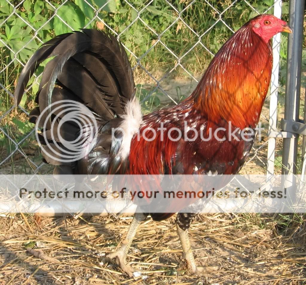 batesrooster.jpg