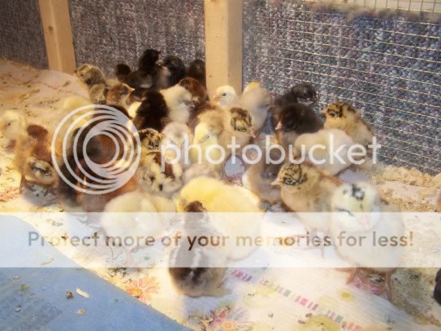 chickorder011.jpg