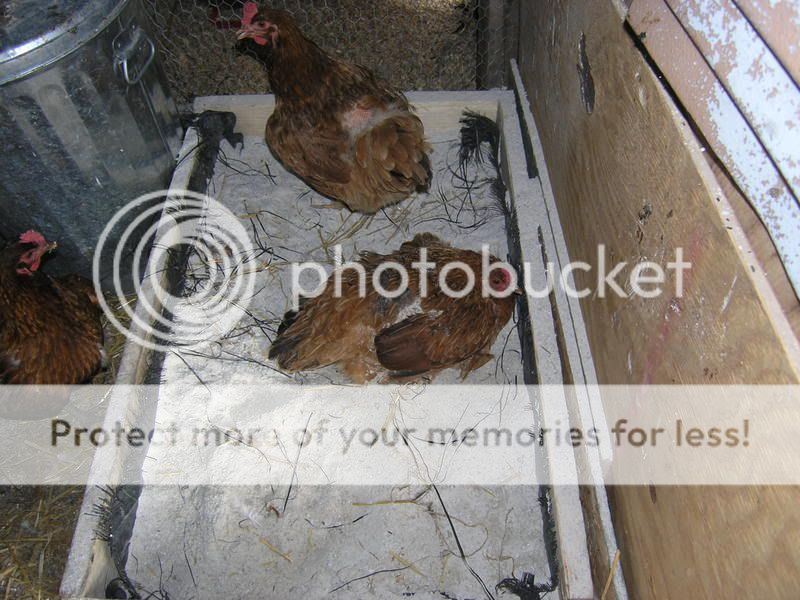 ChickenSandbox.jpg