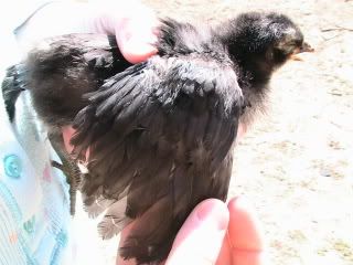 Hatching2009013.jpg