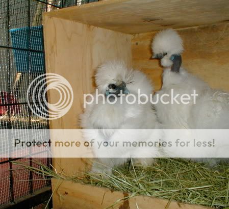 nestbox.jpg