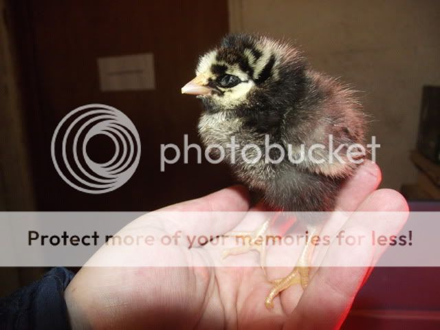 Picture013-6.jpg