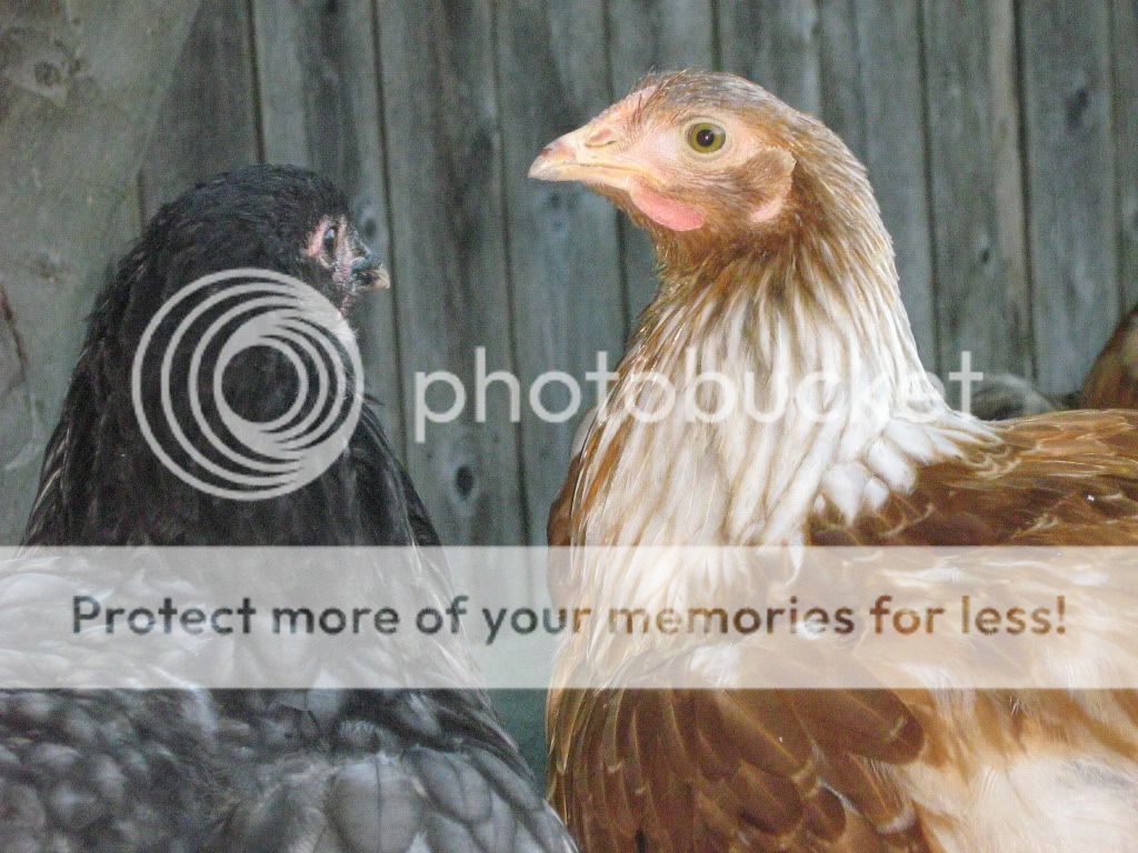 NewChickensAugust8th2010065.jpg