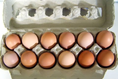 DelawareEggs-1.jpg
