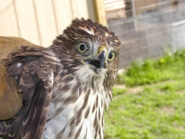Hawk830099.jpg