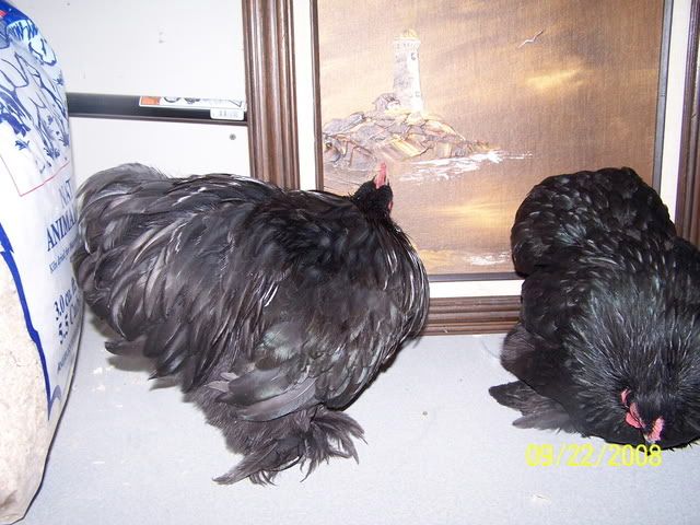 bancochpair.jpg