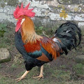 fedb2413_LeghornBrownCock.jpeg