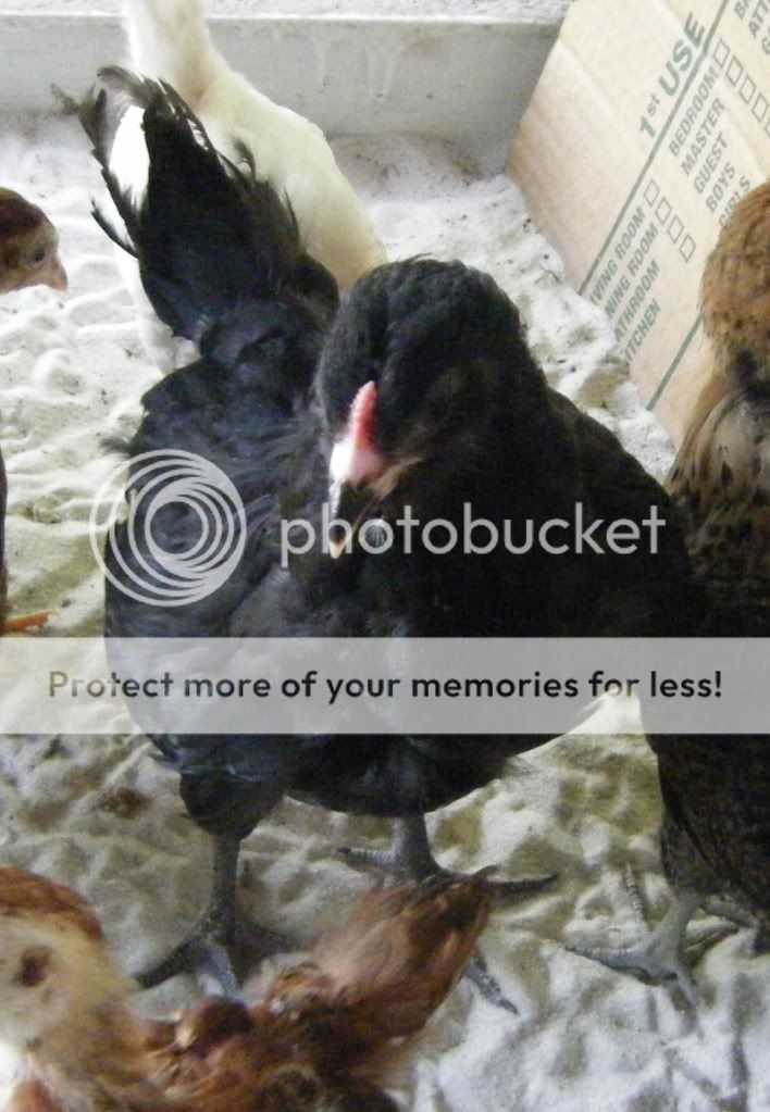 DSCF4790.jpg
