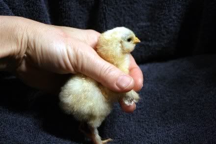 ChickColor5a.jpg