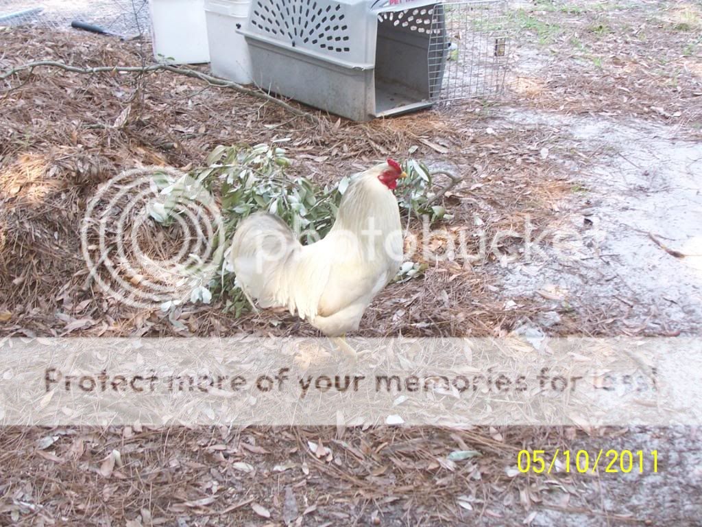 OurBirds077.jpg
