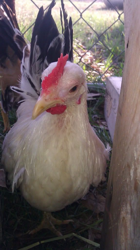 whitebantam.jpg