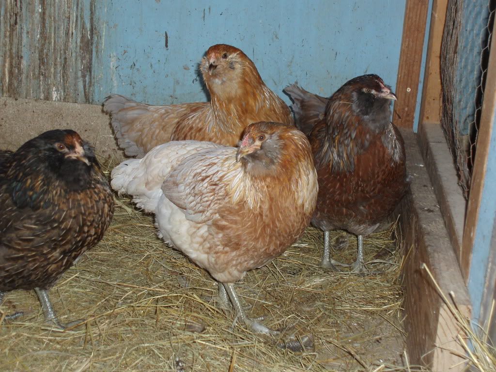 Picture001-2.jpg