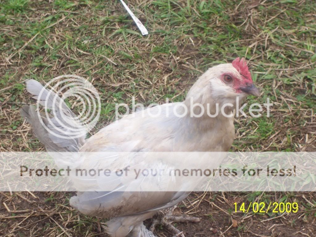 febpics062.jpg