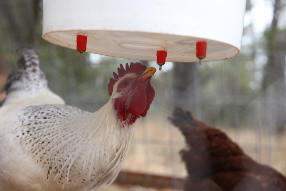 Nipple-sucker-waterer.jpg