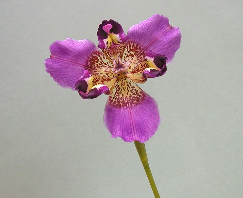 Alophia_drummondii3.jpg