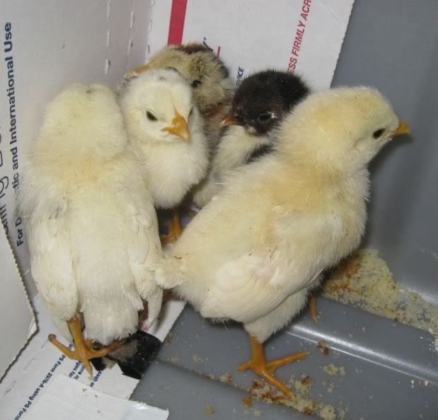 raising-baby-chicks.jpg