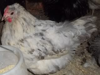 Chickens1-10050.jpg