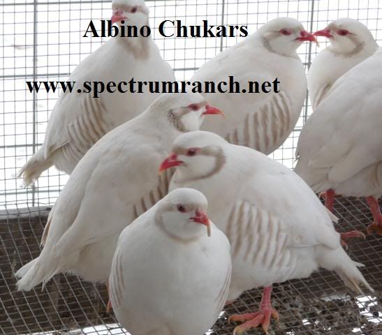 chukaralbinosr.jpg