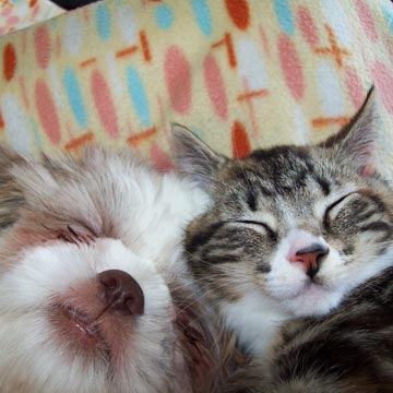 dog-and-cat.jpg