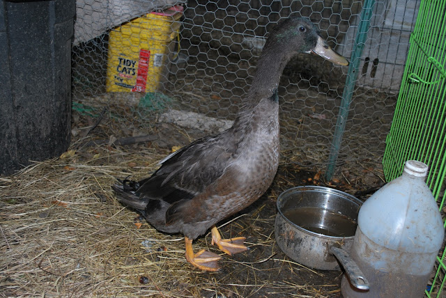 DSC_8426.JPG