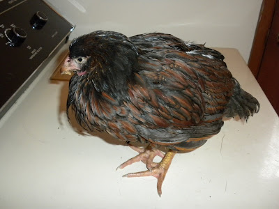 DSCN2519.JPG