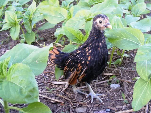 Bantams020.jpg