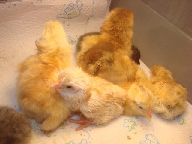 chicks1-1.jpg