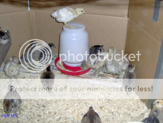 chicks2weeksold015.jpg