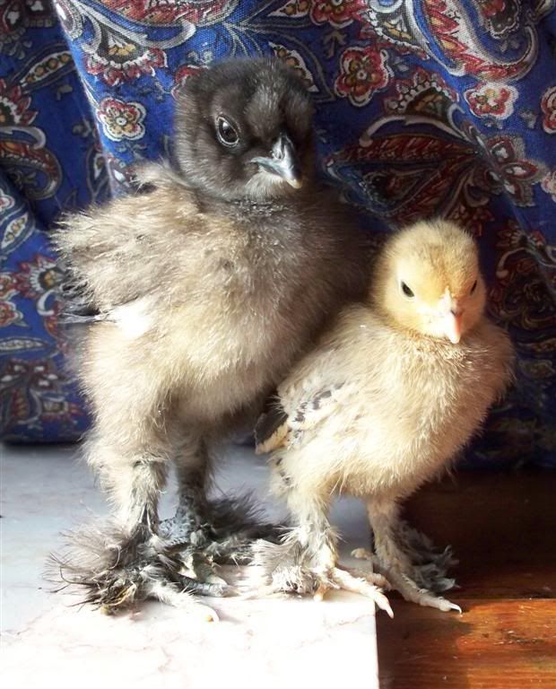 chicks2Large-1.jpg