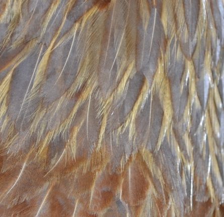 23feathercloseupcressy.jpg