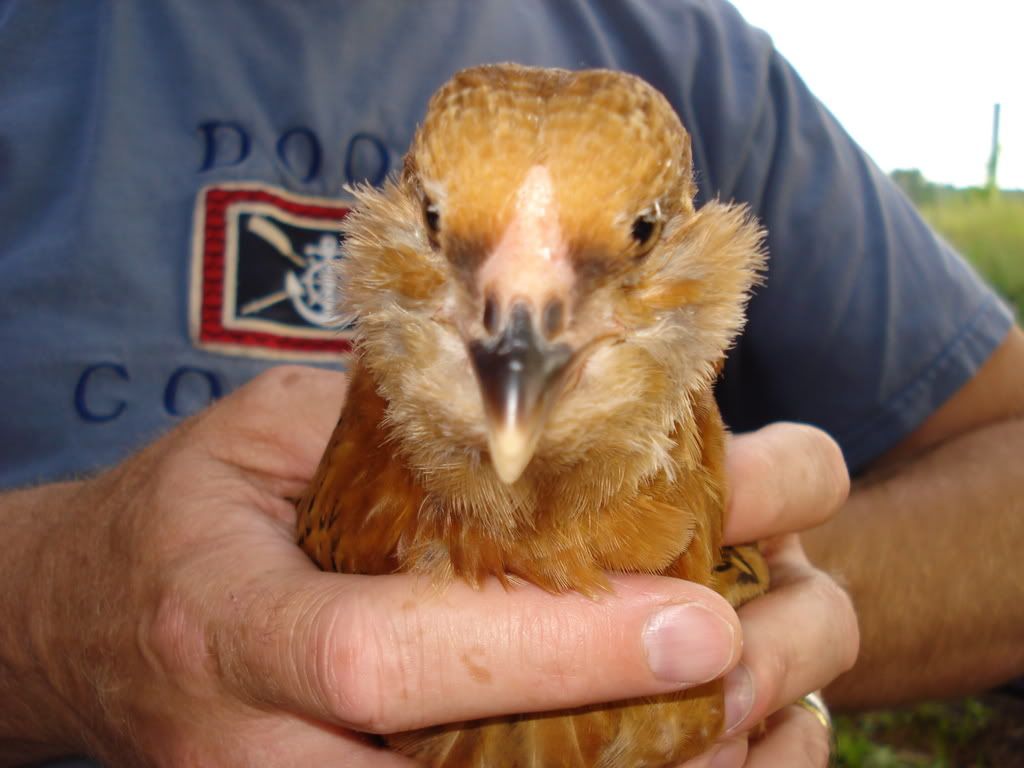 EEchick2a-8wks.jpg