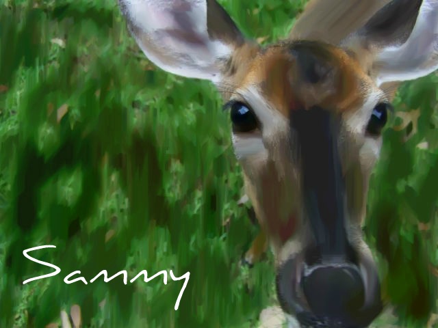 deer.jpg