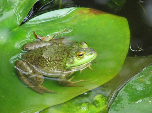 frog-on-lily-pad-sharon-farber.jpg