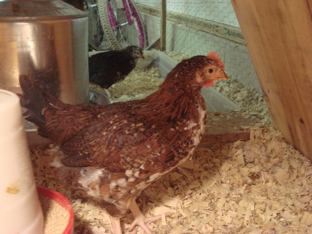 Chicks74and2wks39-1.jpg