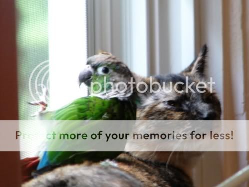 Pets024.jpg