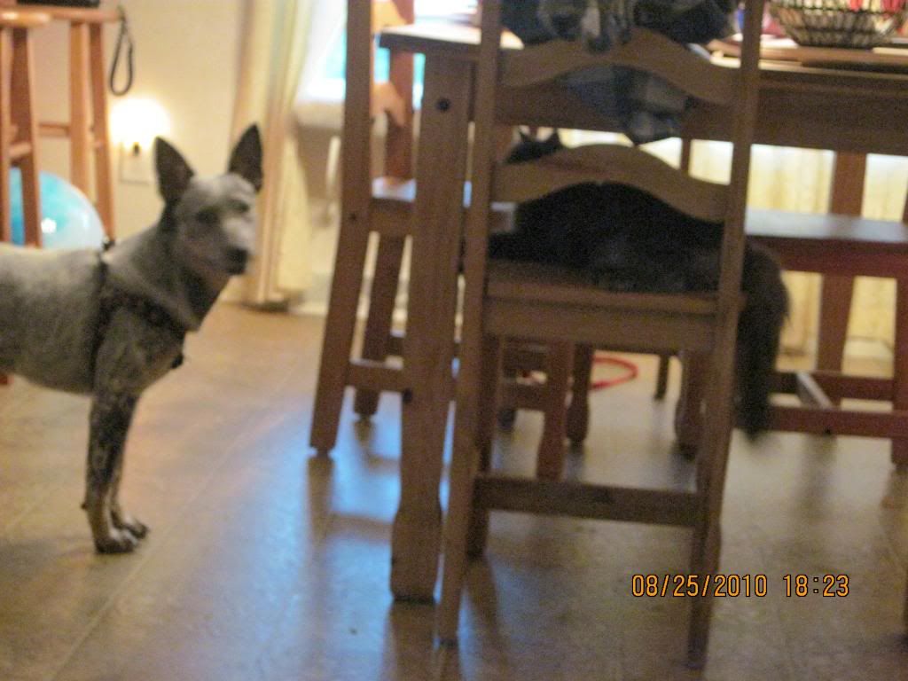 caught.jpg