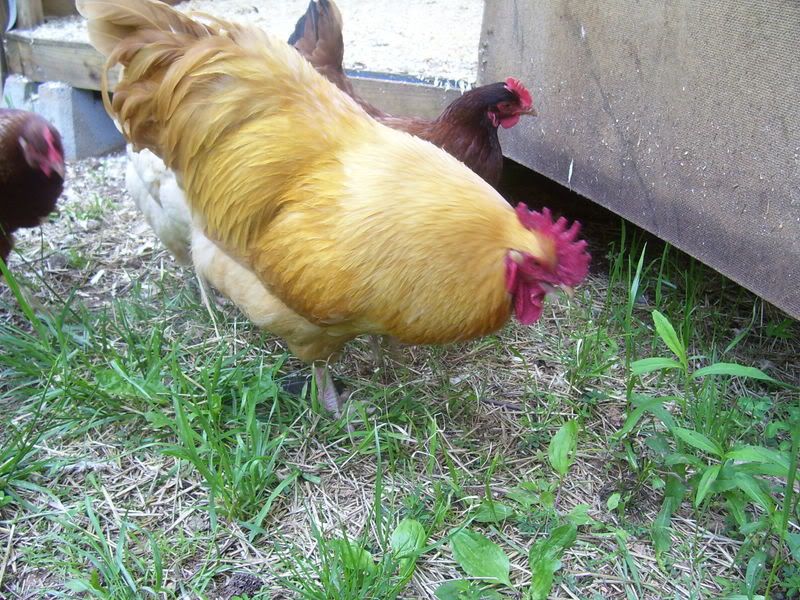 Chicks021.jpg