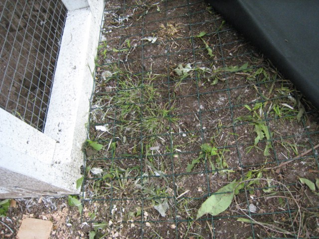 chickens%20015%20%5B640x480%5D.JPG