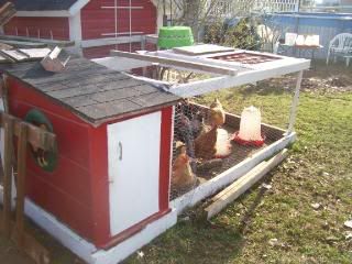 chickens003.jpg