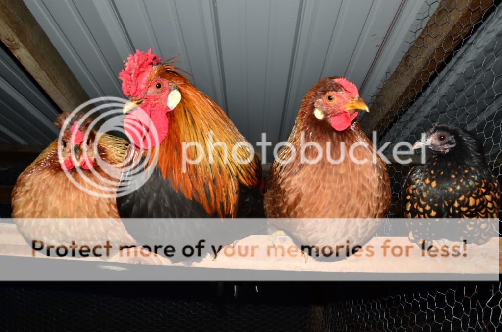 chickens2035.jpg