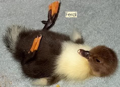 ferdismall.jpg