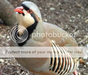 Chukar.jpg