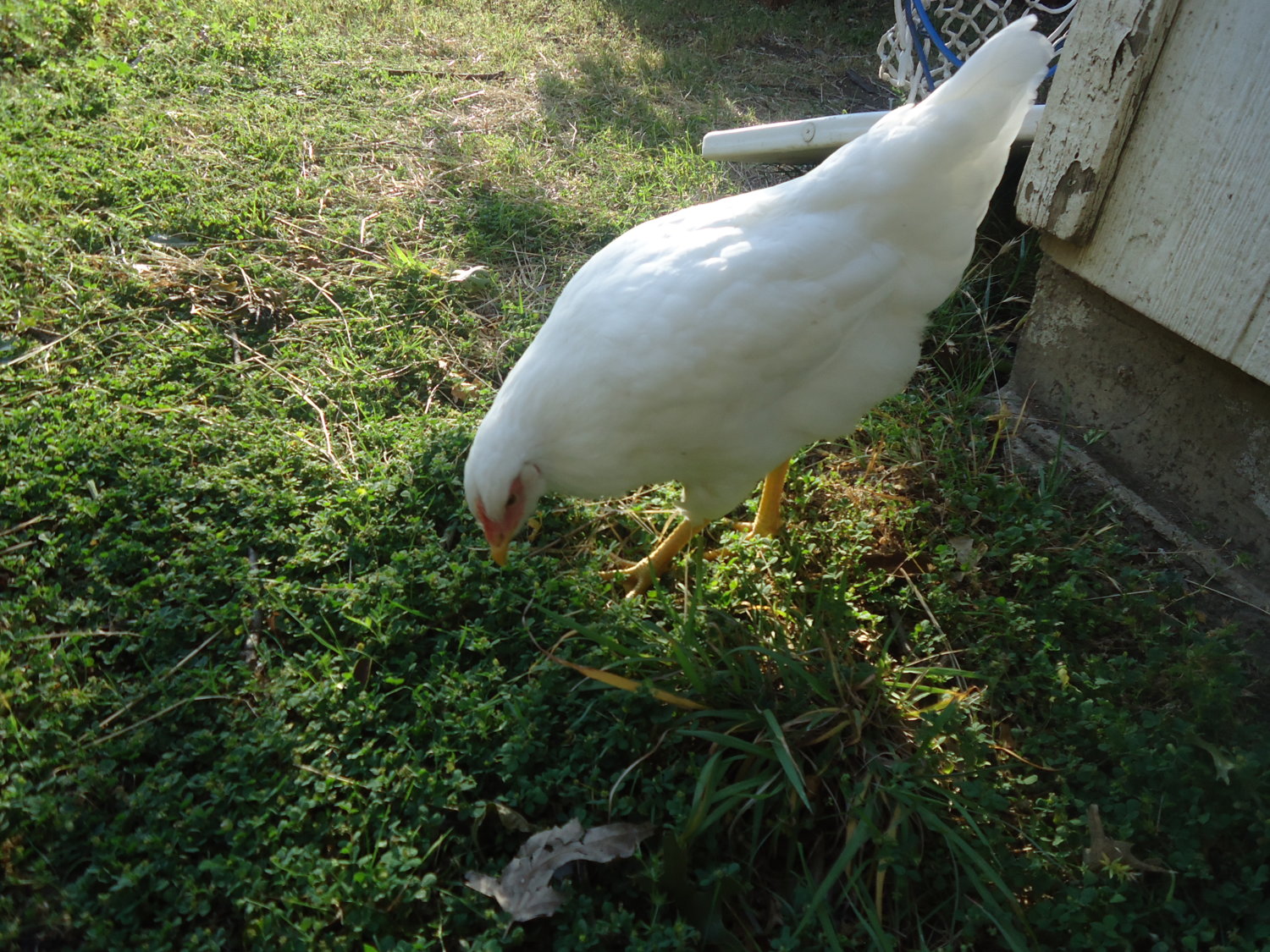 dsc06181-jpg.33476