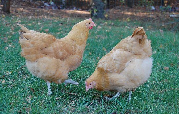 chicken19.jpg