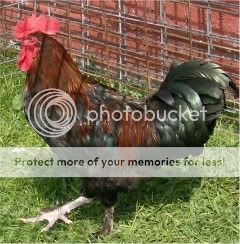 marans3-21wks.jpg